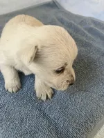 Winky, a male West Highland White Terrier for sale in Hammonton, NJ – 1 of 1