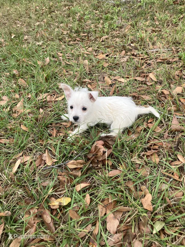 Misty, a female West Highland White Terrier for sale in Hammonton, NJ – Photo 1 of 1