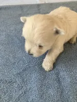 William, a male West Highland White Terrier for sale in Hammonton, NJ – 1 of 1