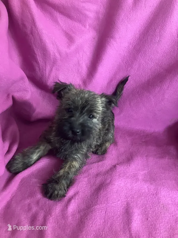 Cory – Cairn Terrier puppy for sale in Hammonton, NJ