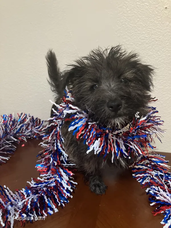 Carla – Cairn Terrier puppy for sale in Hammonton, NJ