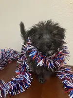 Carla, a female Cairn Terrier for sale in Hammonton, NJ – 1 of 2