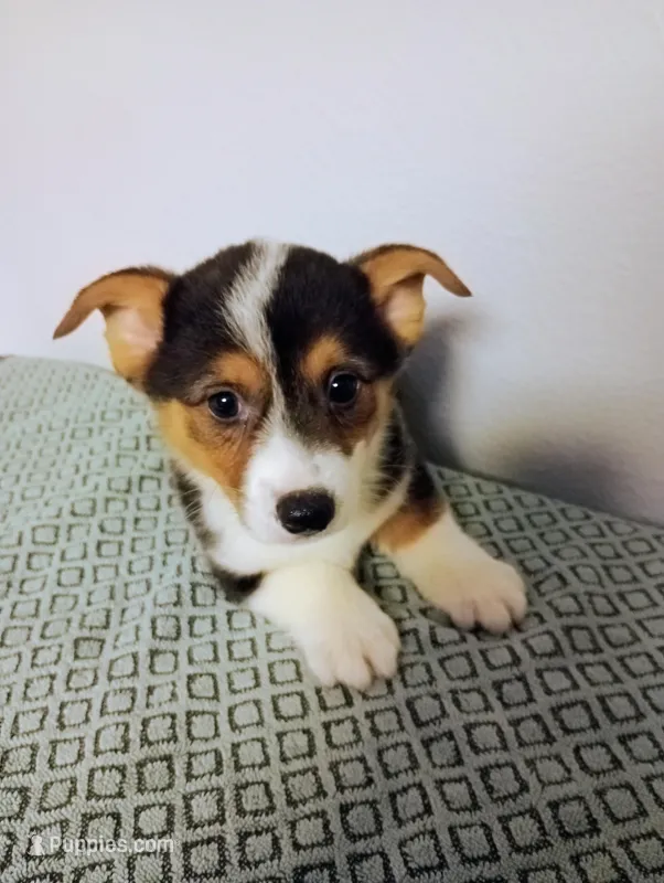 Paco. AKC – Pembroke Welsh Corgi puppy for sale in Hammonton, NJ