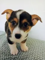 Paco. AKC, a male Pembroke Welsh Corgi for sale in Hammonton, NJ – Photo 2 of 2