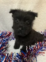 Coal, a male Cairn Terrier for sale in Hammonton, NJ – 1 of 1