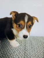 Pete.  AKC, a male Pembroke Welsh Corgi for sale in Hammonton, NJ – Photo 2 of 2