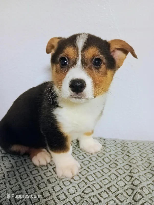 Pete.  AKC – Pembroke Welsh Corgi puppy for sale in Hammonton, NJ
