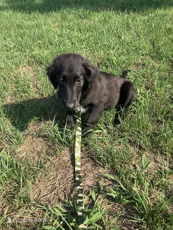 Lobo – Collie, Labrador Retriever puppy for sale in Hammonton, NJ
