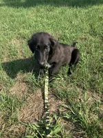 Lobo, a male Collie and Labrador Retriever for sale in Hammonton, NJ – 1 of 1