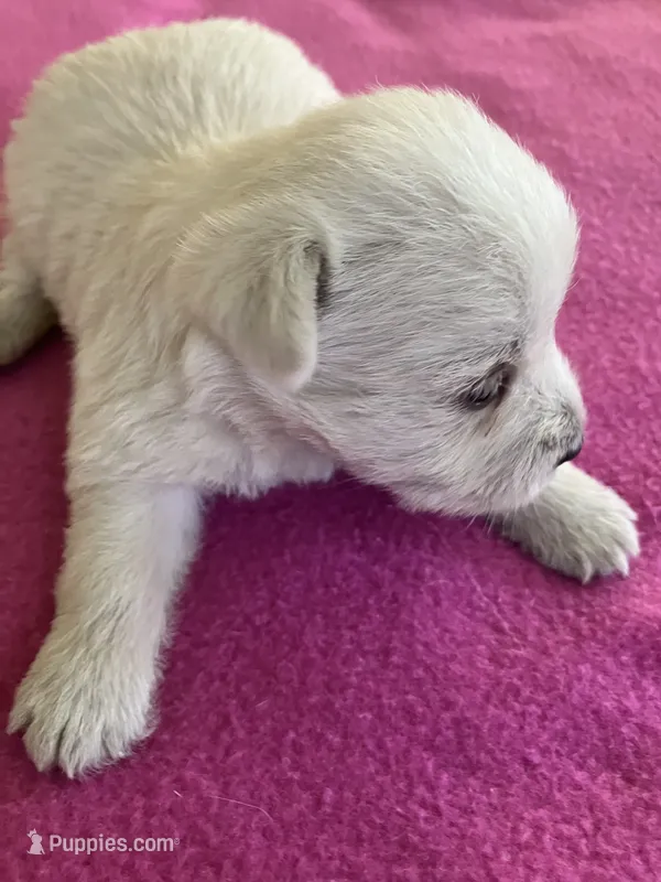 Wish – West Highland White Terrier puppy for sale in Hammonton, NJ