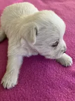 Wish, a female West Highland White Terrier for sale in Hammonton, NJ – 1 of 1