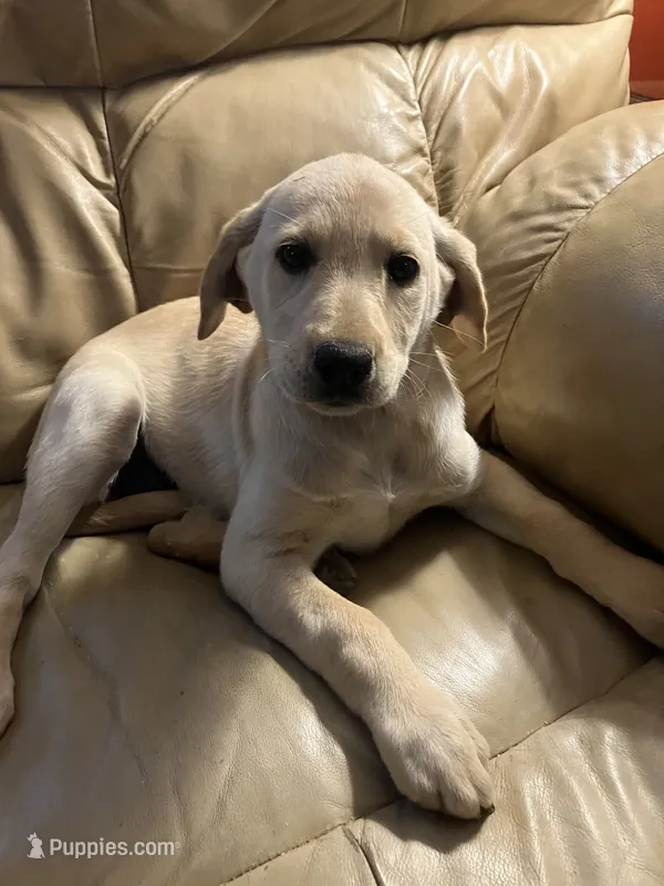 Lizzi – Labrador Retriever puppy for sale in Hammonton, NJ