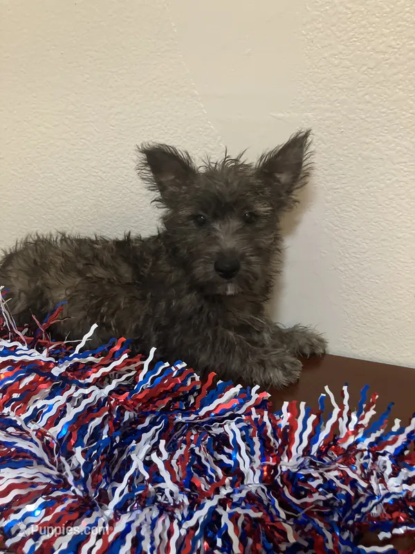 Cassi – Cairn Terrier puppy for sale in Hammonton, NJ