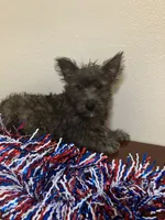 Cassi, a female Cairn Terrier for sale in Hammonton, NJ – 1 of 1
