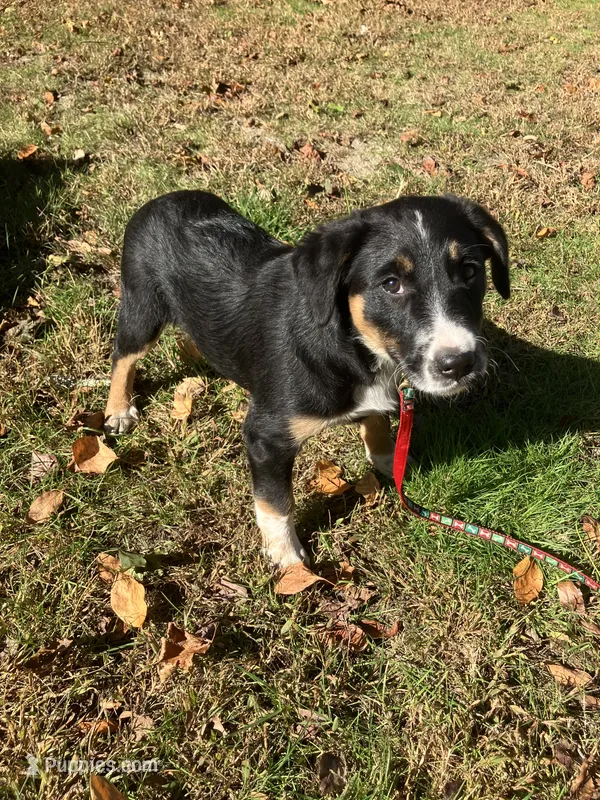 Roxie – Rottweiler, Labrador Retriever puppy for sale in Hammonton, NJ