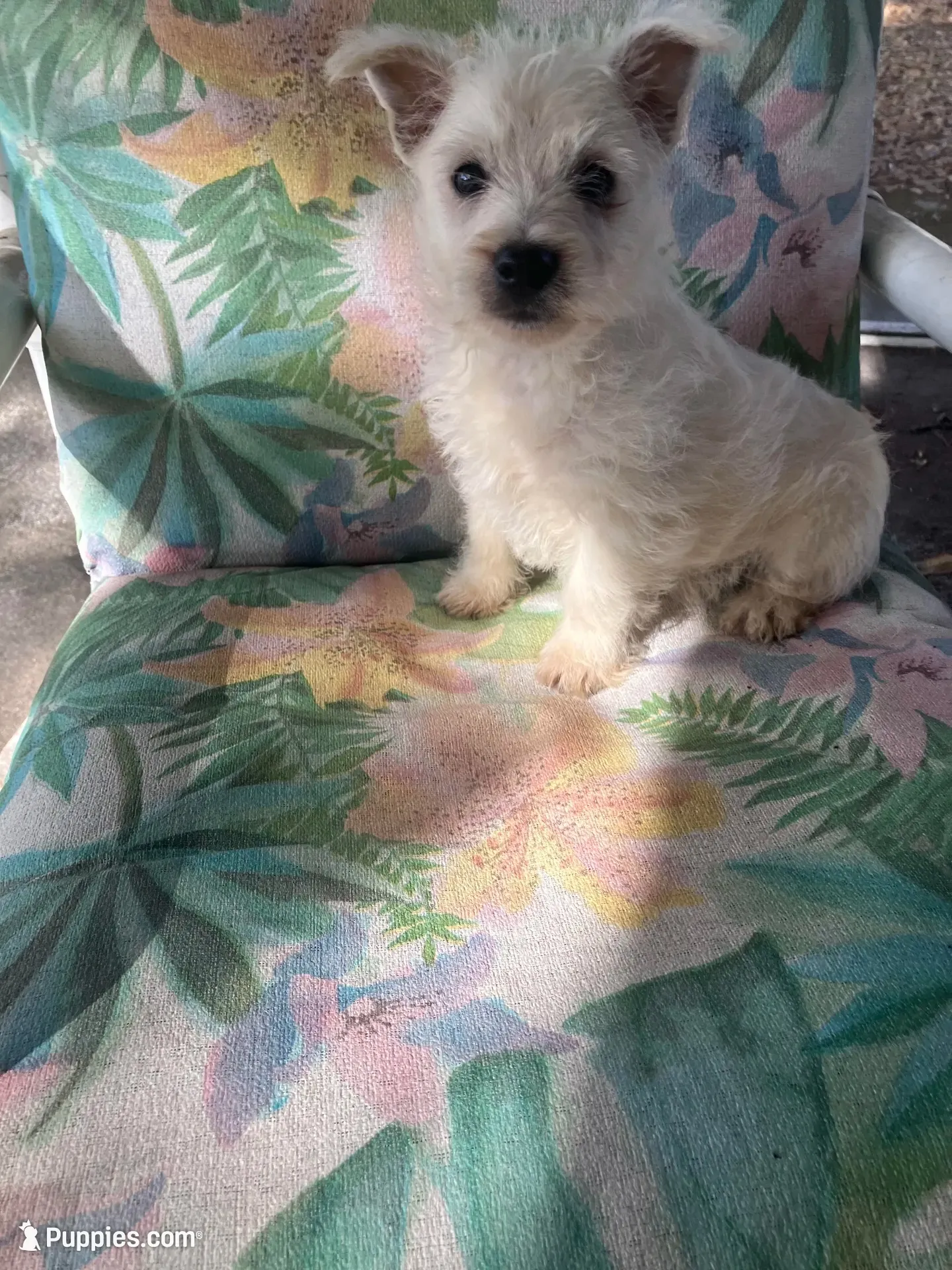 Mac, a male West Highland White Terrier for sale in Hammonton, NJ – 4 of 4