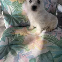 Joseph, a male West Highland White Terrier for sale in Hammonton, NJ – Photo 2 of 3