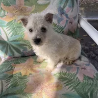 Joseph, a male West Highland White Terrier for sale in Hammonton, NJ – Photo 3 of 3