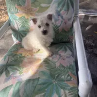 Joseph, a male West Highland White Terrier for sale in Hammonton, NJ – Photo 1 of 3