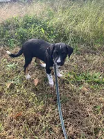 Rebel, a male Rottweiler and Labrador Retriever for sale in Hammonton, NJ – 1 of 1