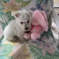 Mary, a female West Highland White Terrier for sale in Hammonton, NJ – Photo 2 of 2