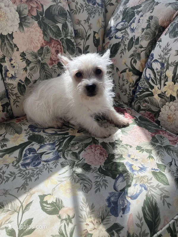 Merry – West Highland White Terrier puppy for sale in Hammonton, NJ