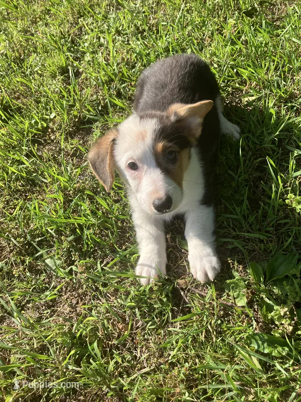 Patrick – Pembroke Welsh Corgi puppy for sale in Hammonton, NJ