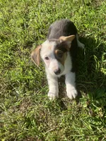 Patrick, a male Pembroke Welsh Corgi for sale in Hammonton, NJ – 1 of 1