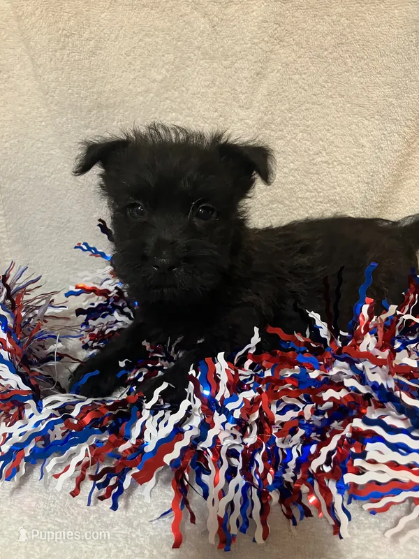 Carly – Cairn Terrier puppy for sale in Hammonton, NJ