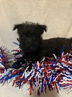 Carly, a female Cairn Terrier for sale in Hammonton, NJ – 1 of 1