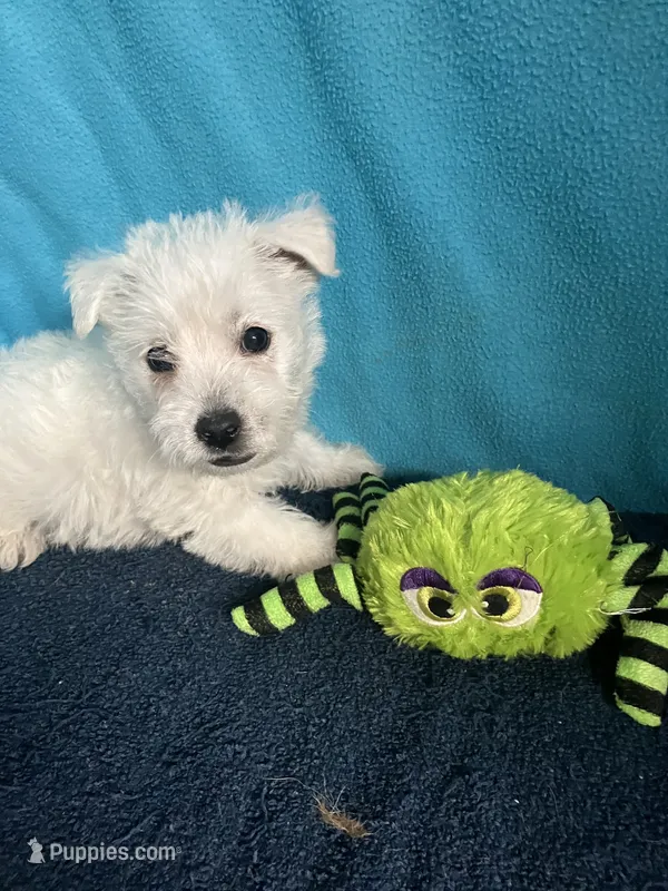 Willy – West Highland White Terrier puppy for sale in Hammonton, NJ