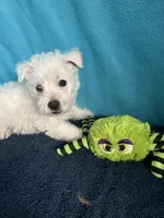 Willy, a male West Highland White Terrier for sale in Hammonton, NJ – 1 of 1