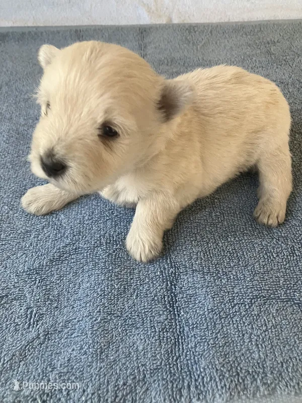 Walter – West Highland White Terrier puppy for sale in Hammonton, NJ