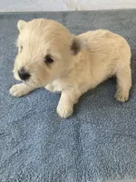 Walter, a male West Highland White Terrier for sale in Hammonton, NJ – 1 of 1