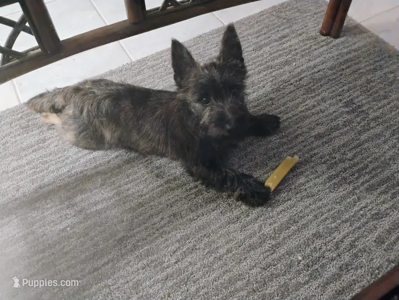 Charlie  – Cairn Terrier puppy for sale in Hammonton, NJ