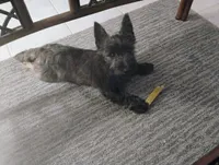 Charlie , a male Cairn Terrier for sale in Hammonton, NJ – 1 of 2