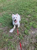Angel , a female West Highland White Terrier for sale in Hammonton, NJ – 2 of 3