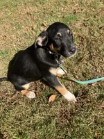 Rocky, a male Rottweiler and Labrador Retriever for sale in Hammonton, NJ – 2 of 2
