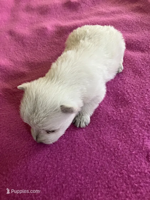 Winter  – West Highland White Terrier puppy for sale in Hammonton, NJ
