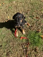 Raven, a female Rottweiler and Labrador Retriever for sale in Hammonton, NJ – 2 of 2