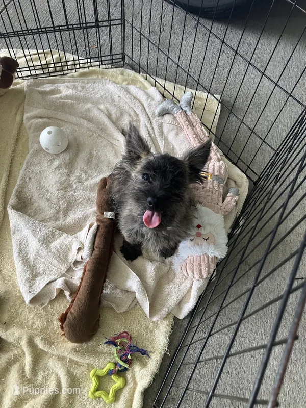 Cassi – Cairn Terrier, West Highland White Terrier puppy for sale in Hammonton, NJ