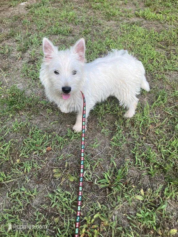 Mac – West Highland White Terrier puppy for sale in Hammonton, NJ