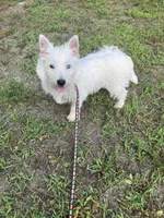 Mac, a male West Highland White Terrier for sale in Hammonton, NJ – 1 of 4