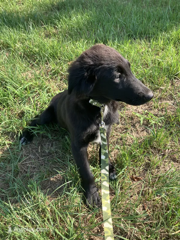 Lilly – Collie, Labrador Retriever puppy for sale in Hammonton, NJ