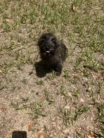 Carl, a male Cairn Terrier for sale in Hammonton, NJ – 1 of 1
