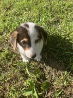 Parker, a male Pembroke Welsh Corgi for sale in Hammonton, NJ – 2 of 2