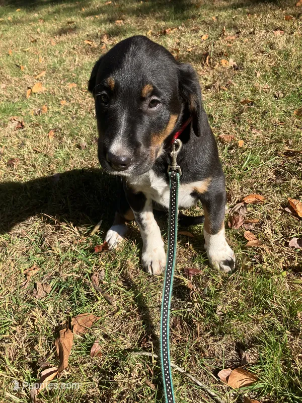 Ricky – Rottweiler, Labrador Retriever puppy for sale in Hammonton, NJ