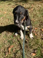 Ricky, a male Rottweiler and Labrador Retriever for sale in Hammonton, NJ – 1 of 2
