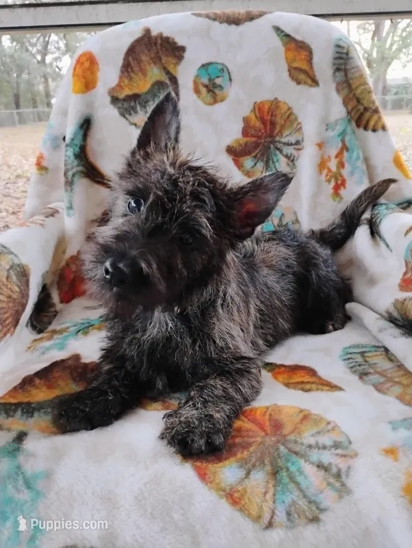 Coty – Cairn Terrier puppy for sale in Hammonton, NJ