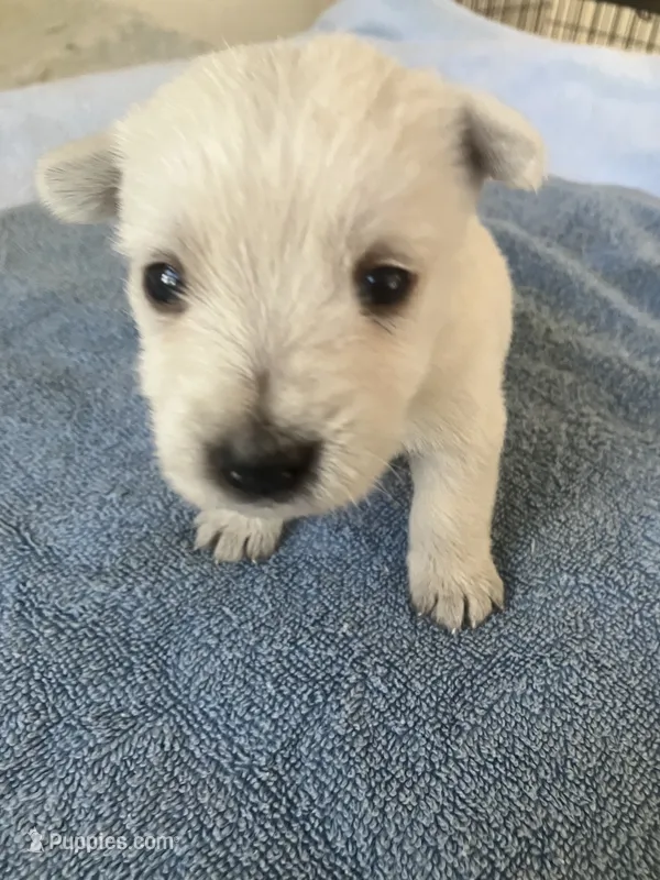 Wyatt – West Highland White Terrier puppy for sale in Hammonton, NJ